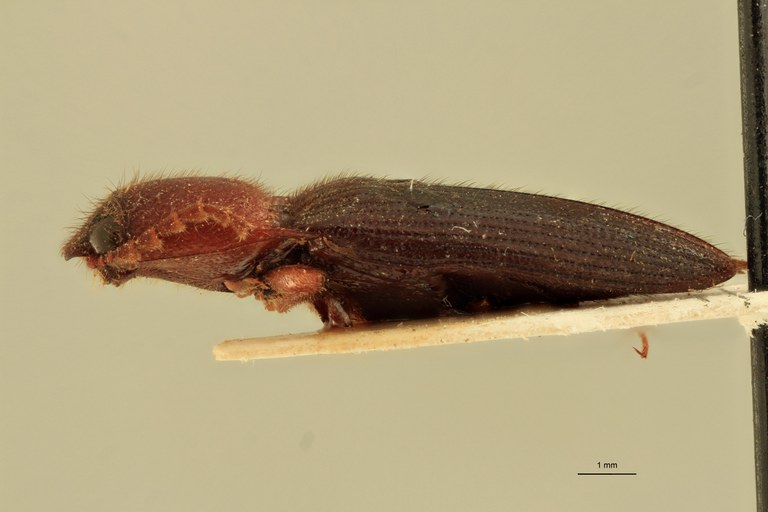 Priopus communis M Pt L.jpg