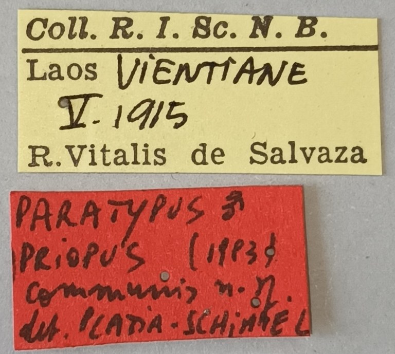 Priopus communis M Pt Labels.jpg
