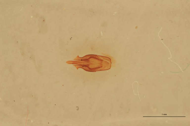 Priopus dorsalis M Lt Aedeagus.jpg