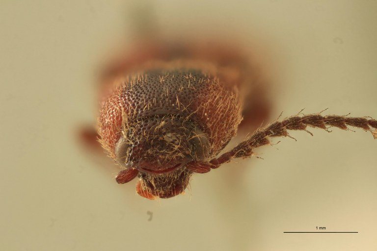 Priopus dorsalis M Lt F.jpg