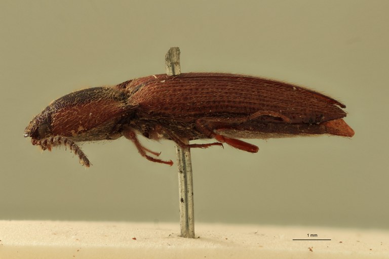 Priopus dorsalis M Lt L.jpg