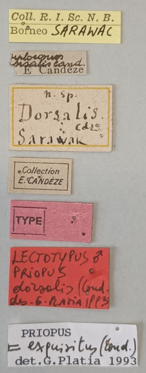 Priopus dorsalis M Lt Labels.jpg