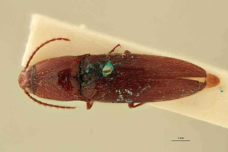 Priopus enganensis F Plt D.jpg