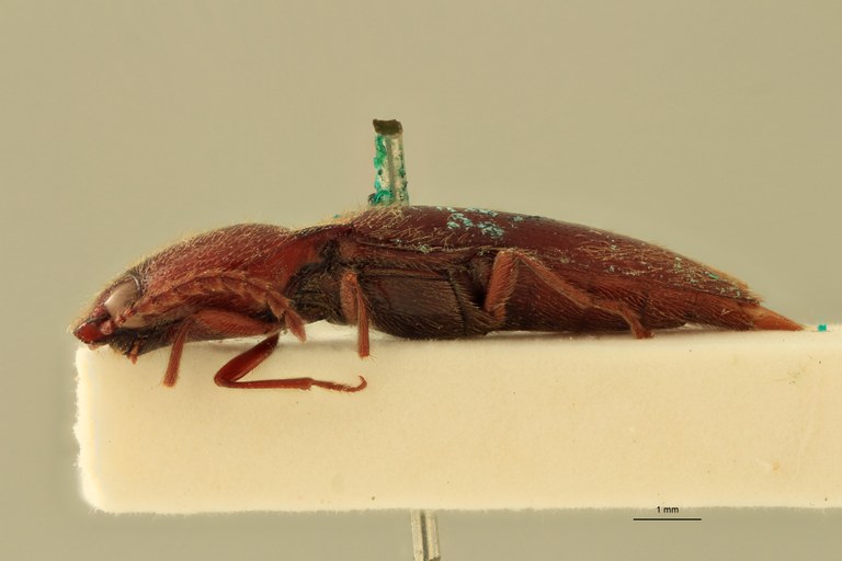 Priopus enganensis F Plt L.jpg