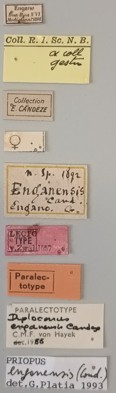 Priopus enganensis F Plt Labels.jpg