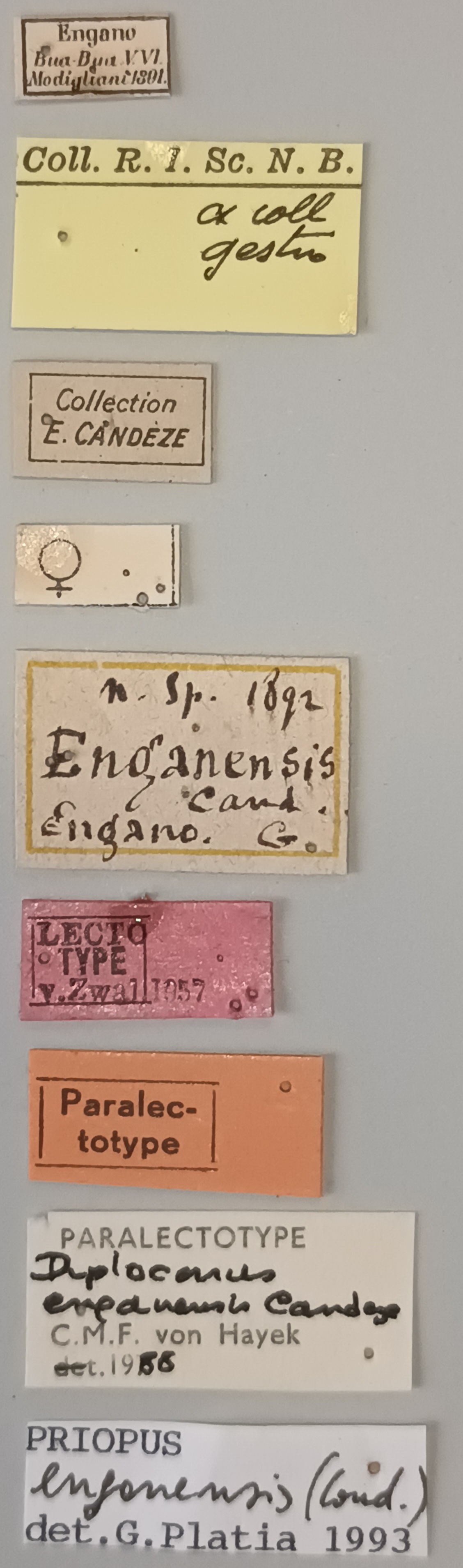 Priopus enganensis F Plt Labels.jpg