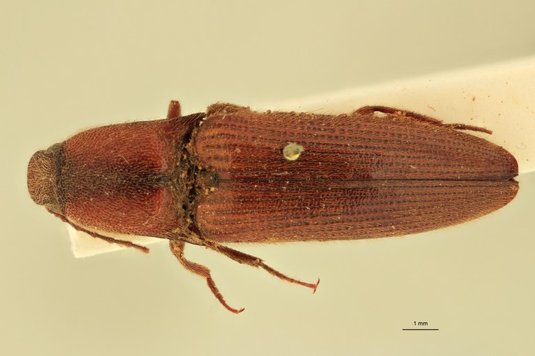 Priopus hebetatus M Plt D.jpg