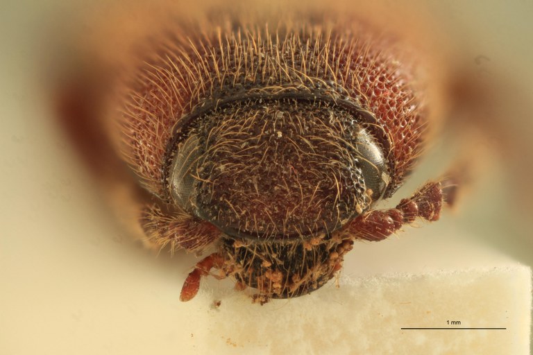 Priopus hebetatus M Plt F.jpg