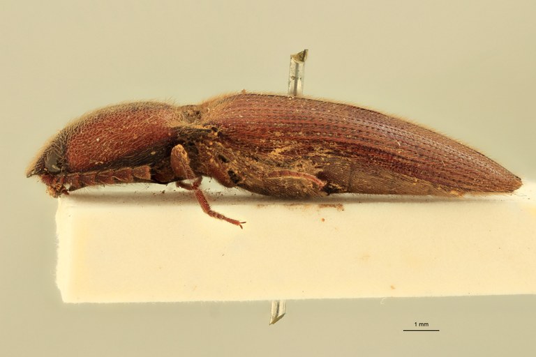 Priopus hebetatus M Plt L.jpg