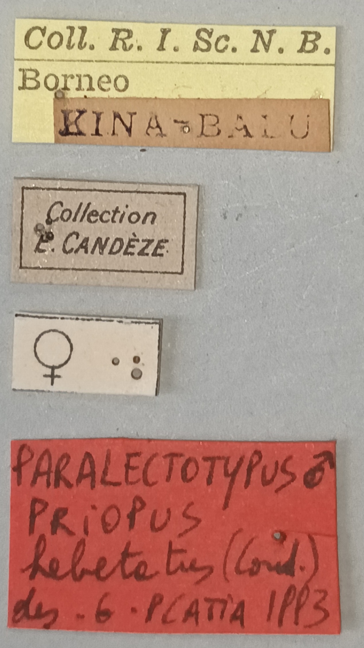 Priopus hebetatus M Plt Labels.jpg