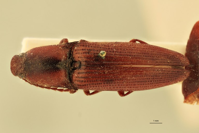 Priopus hebetatus M Lt D.jpg