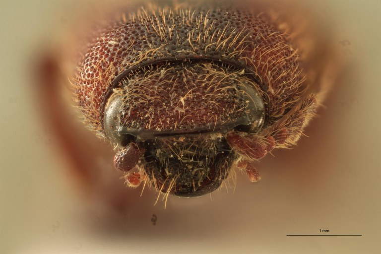 Priopus hebetatus M Lt F.jpg