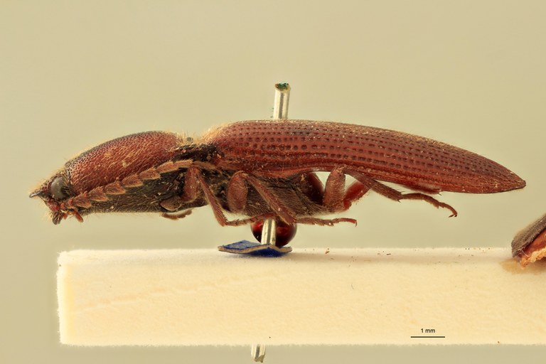 Priopus hebetatus M Lt L.jpg