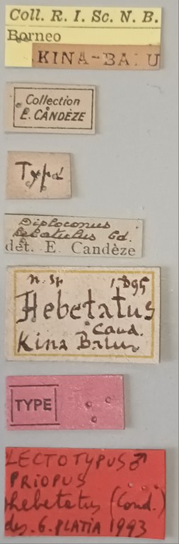 Priopus hebetatus M Lt Labels.jpg