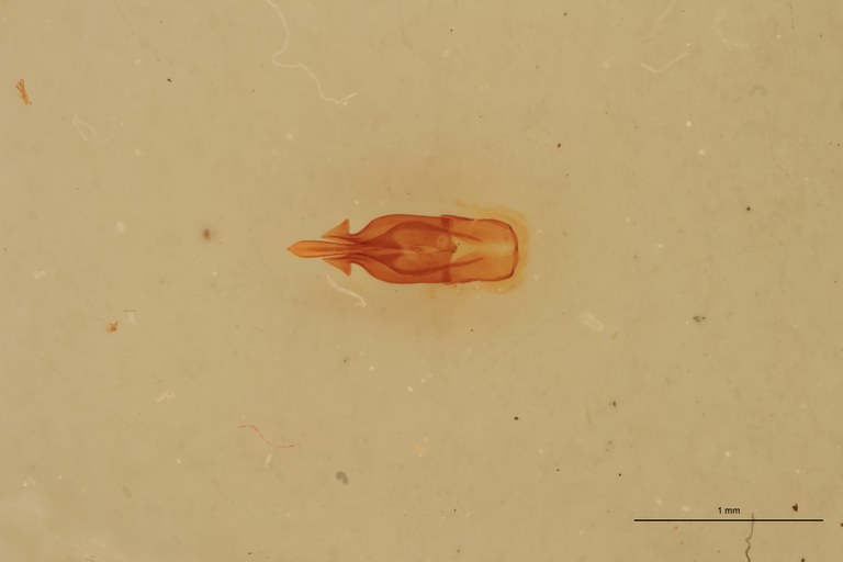 Priopus ineptus M Lt Aedeagus.jpg