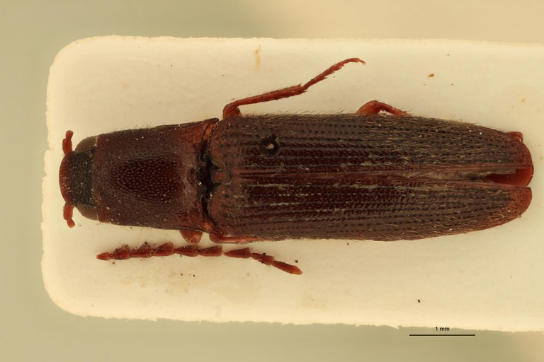 Priopus ineptus M Lt D.jpg