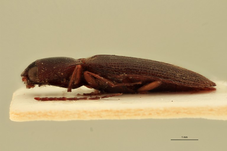 Priopus ineptus M Lt L.jpg