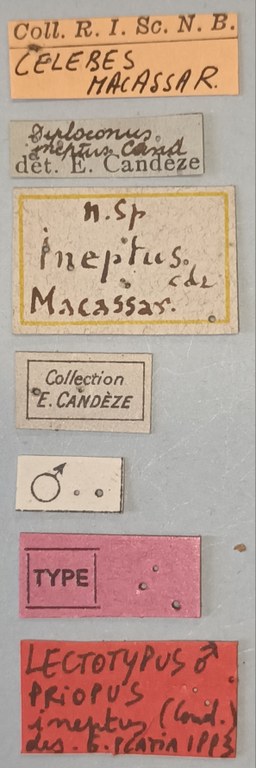 Priopus ineptus M Lt Labels.jpg