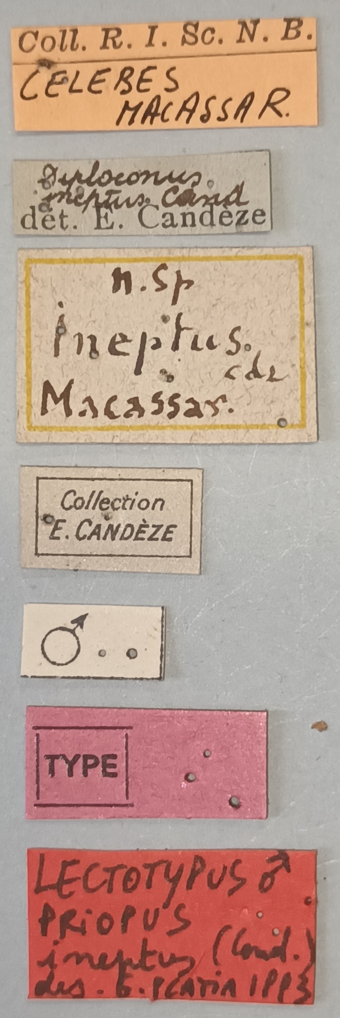 Priopus ineptus M Lt Labels.jpg