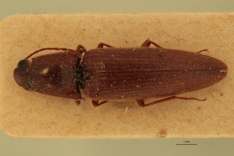 Priopus infuscatus F Pt D.jpg