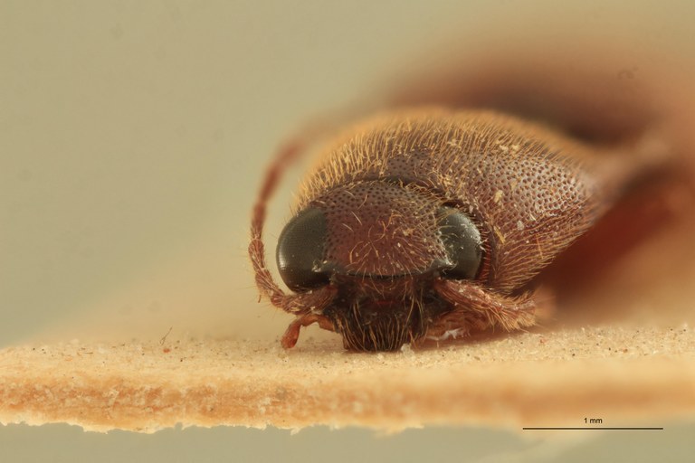 Priopus infuscatus F Pt F.jpg