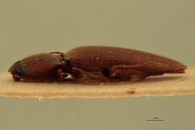 Priopus infuscatus F Pt L.jpg