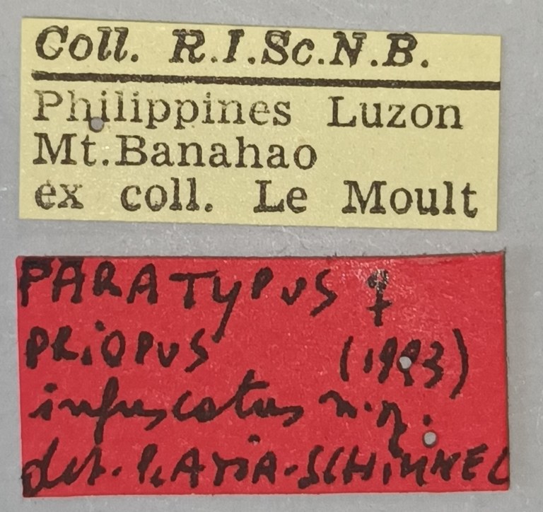 Priopus infuscatus F Pt Labels.jpg