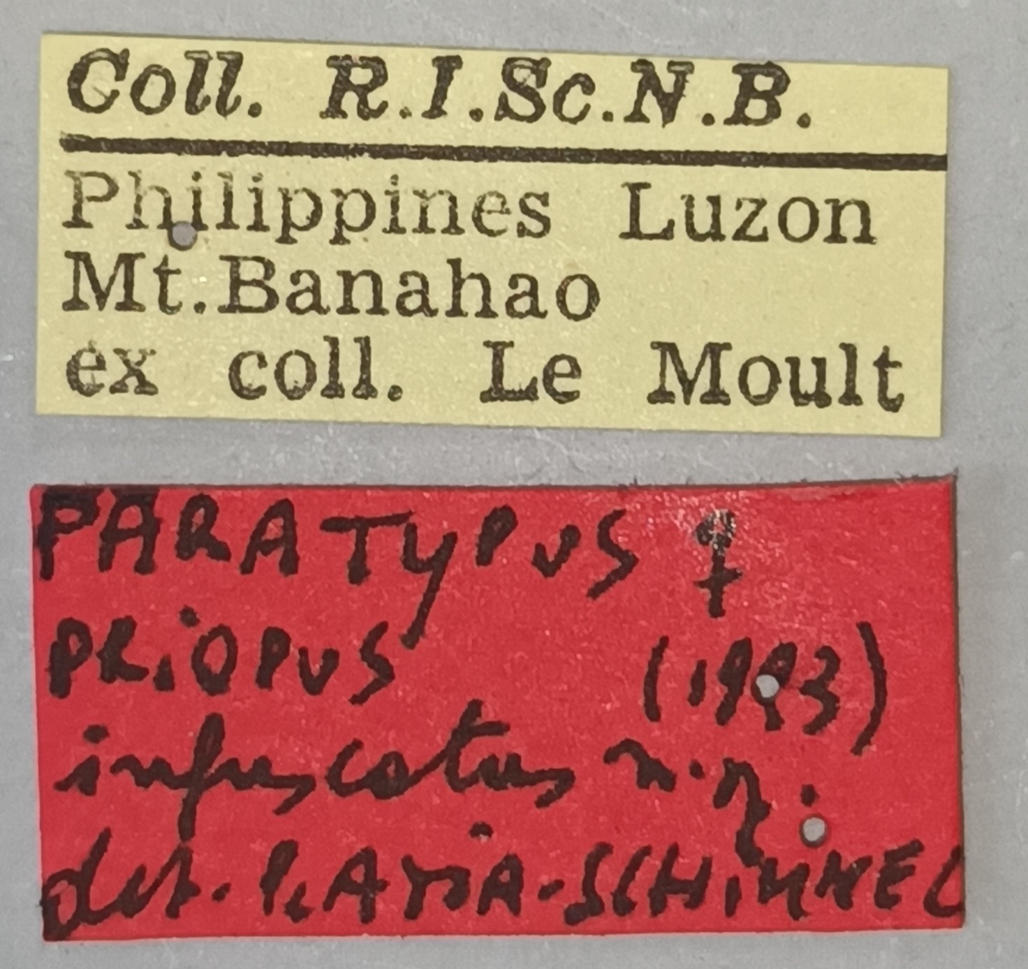 Priopus infuscatus F Pt Labels.jpg