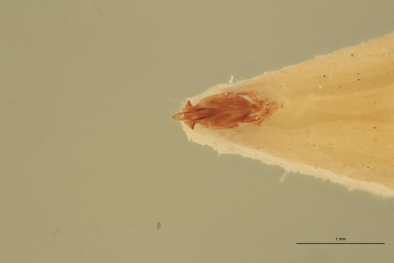 Priopus nitidicollis M T Aedeagus.jpg