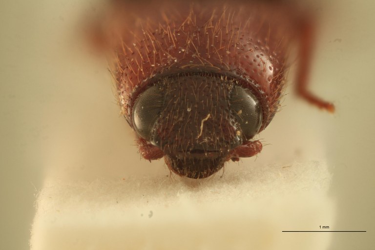 Priopus nitidicollis M T F.jpg