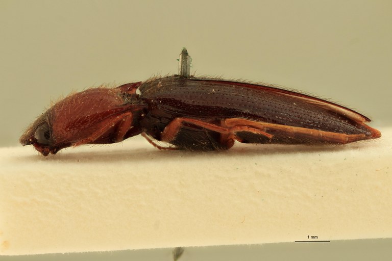 Priopus nitidicollis M T L.jpg