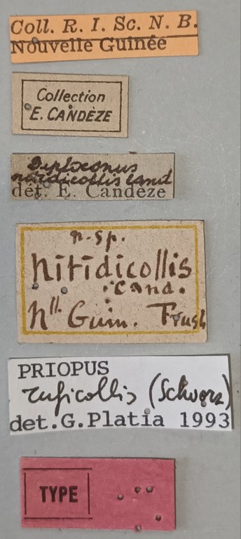 Priopus nitidicollis M T Labels.jpg