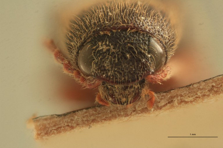 Priopus nutritus M Plt F.jpg