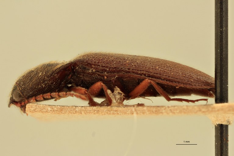 Priopus nutritus M Plt L.jpg