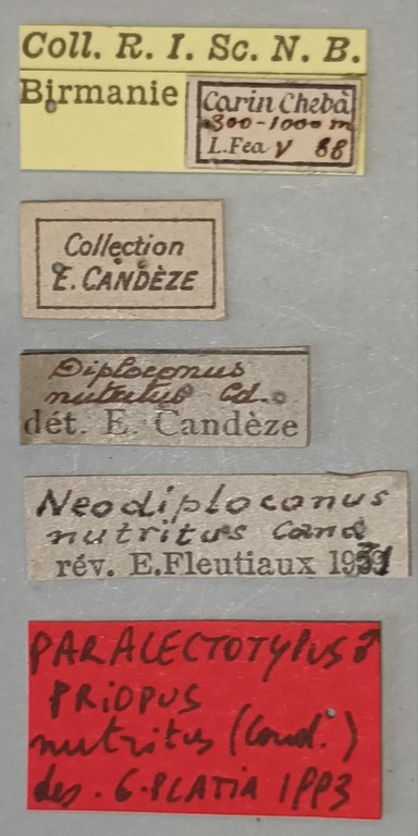 Priopus nutritus M Plt Labels.jpg