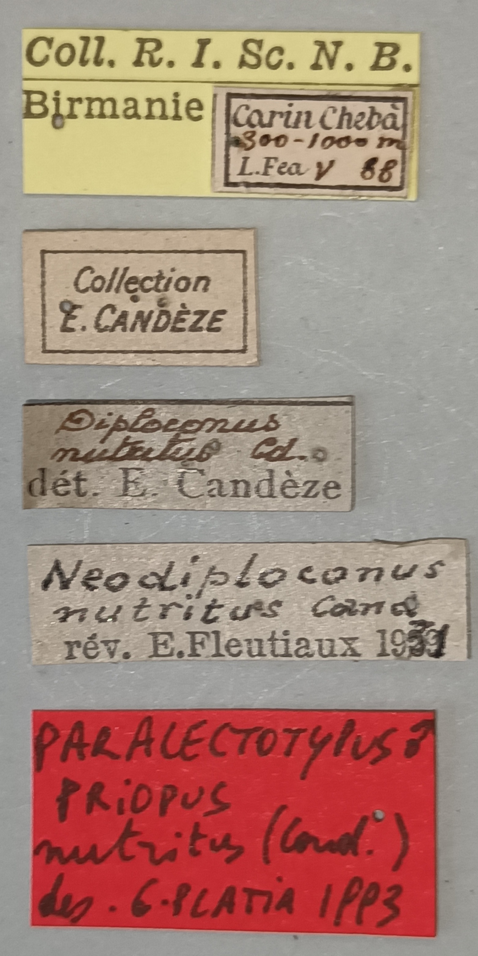 Priopus nutritus M Plt Labels.jpg