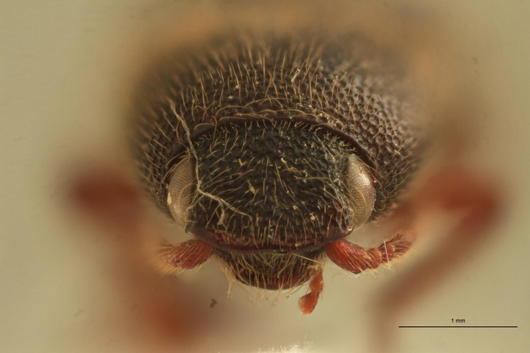 Priopus nutritus F Plt F.jpg