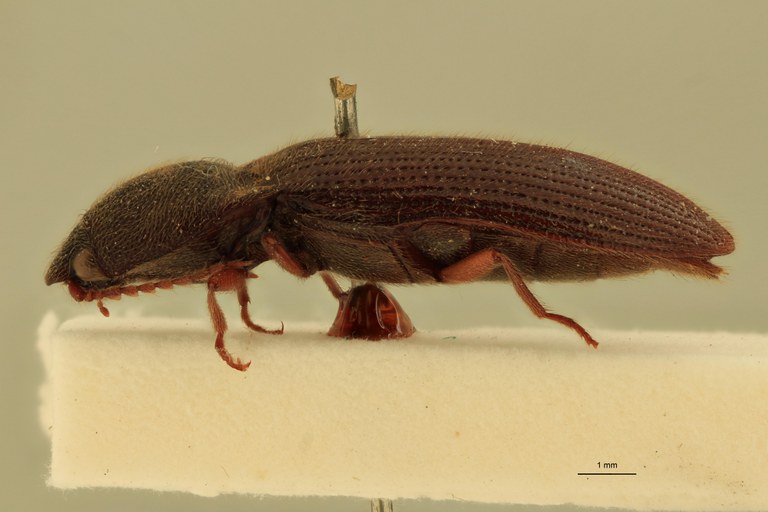 Priopus nutritus F Plt L.jpg