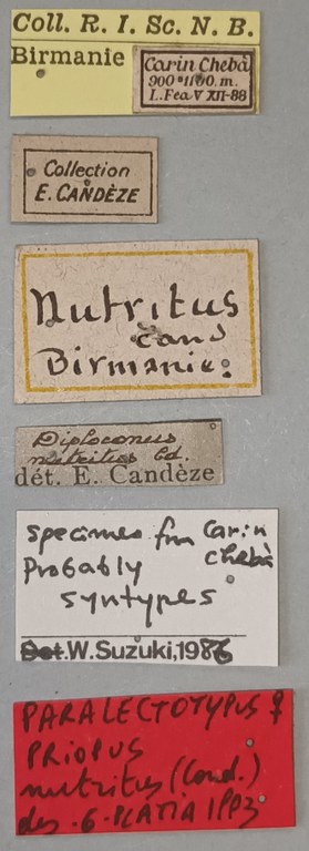 Priopus nutritus F Plt Labels.jpg