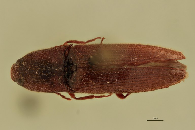 Priopus oberthueri F Pt D.jpg
