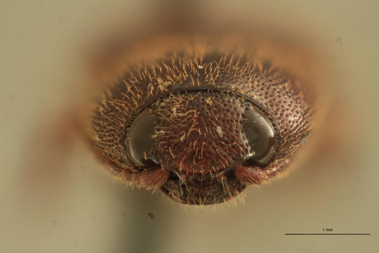 Priopus oberthueri F Pt F.jpg