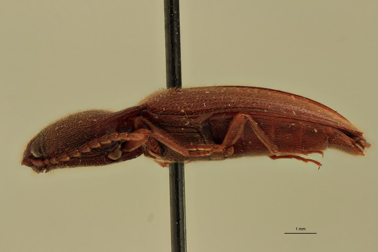Priopus oberthueri F Pt L.jpg