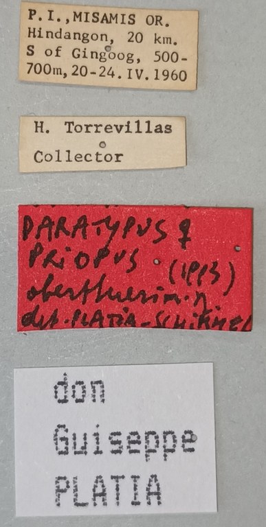 Priopus oberthueri F Pt Labels.jpg