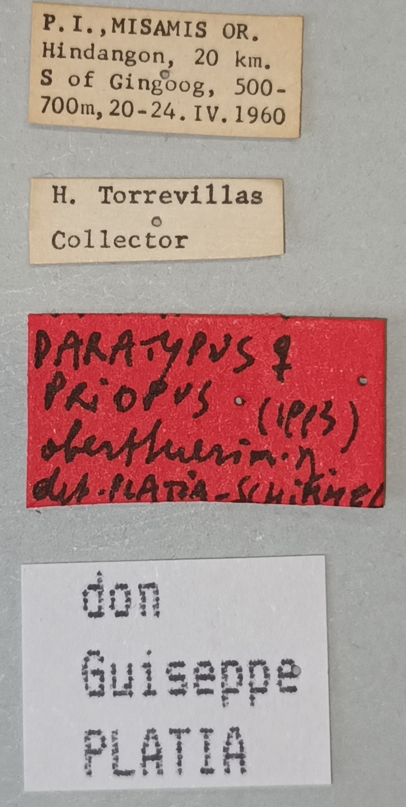 Priopus oberthueri F Pt Labels.jpg