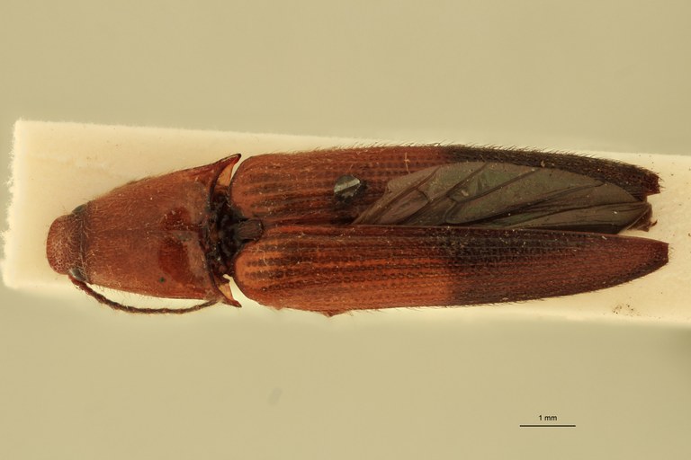 Priopus partitus M Plt D.jpg