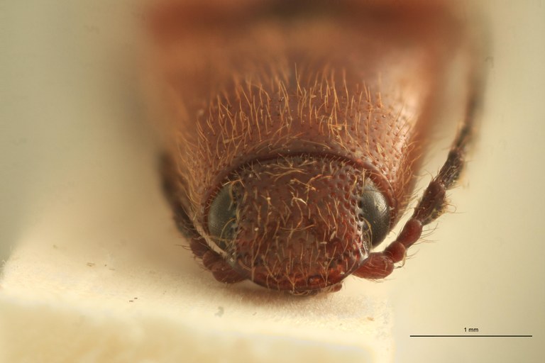 Priopus partitus M Plt F.jpg