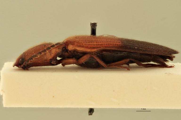 Priopus partitus M Plt L.jpg