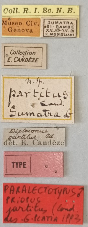 Priopus partitus M Plt Labels.jpg