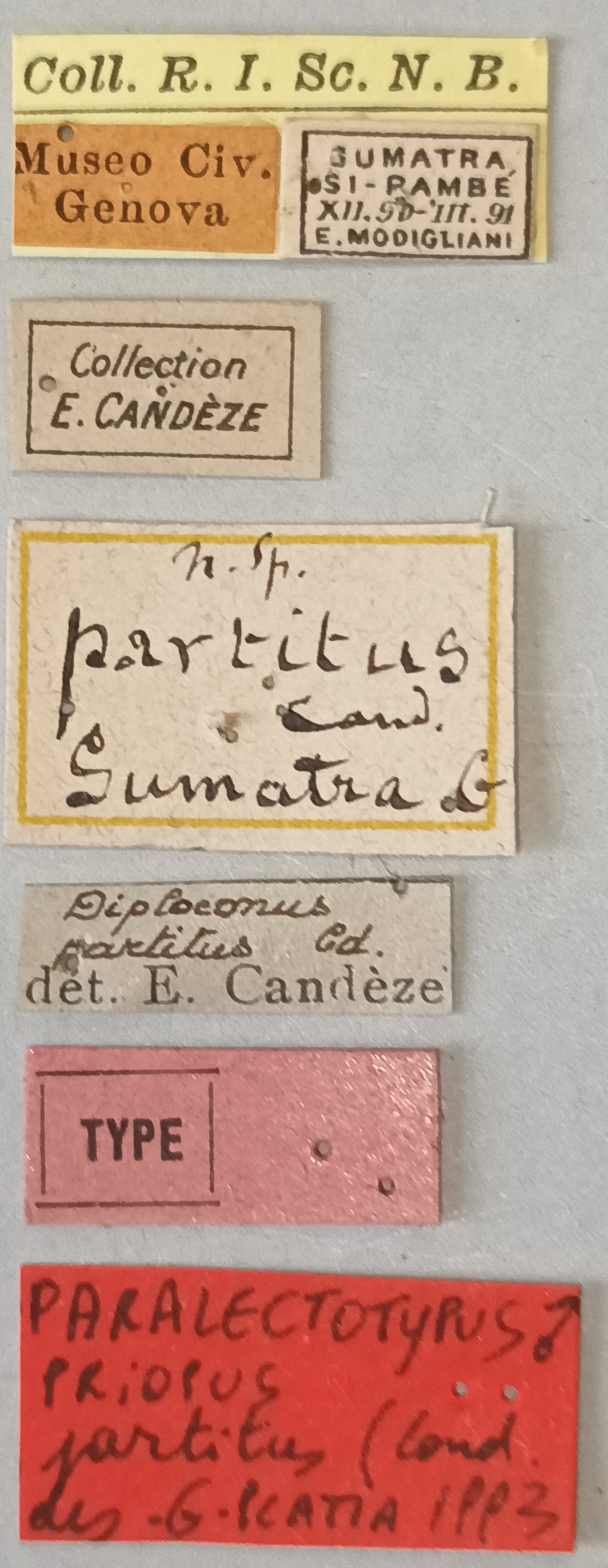 Priopus partitus M Plt Labels.jpg