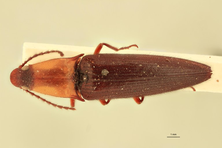 Priopus pellucidus F Plt D.jpg